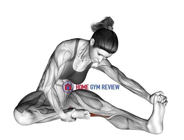 Seated Single Leg Hamstring Stretch - Home Gym Review