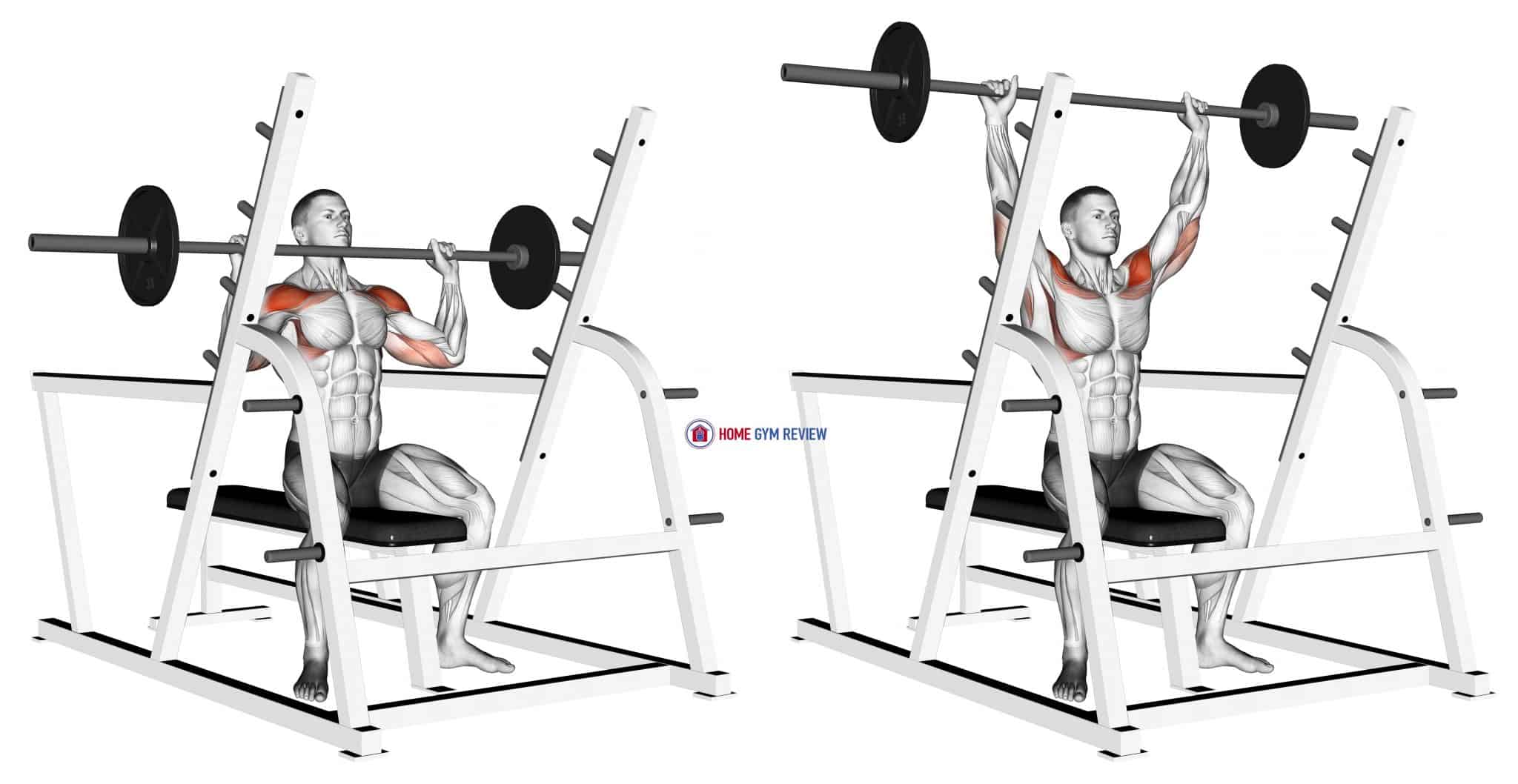 seated-chest-press-muscles-worked-ubicaciondepersonas-cdmx-gob-mx