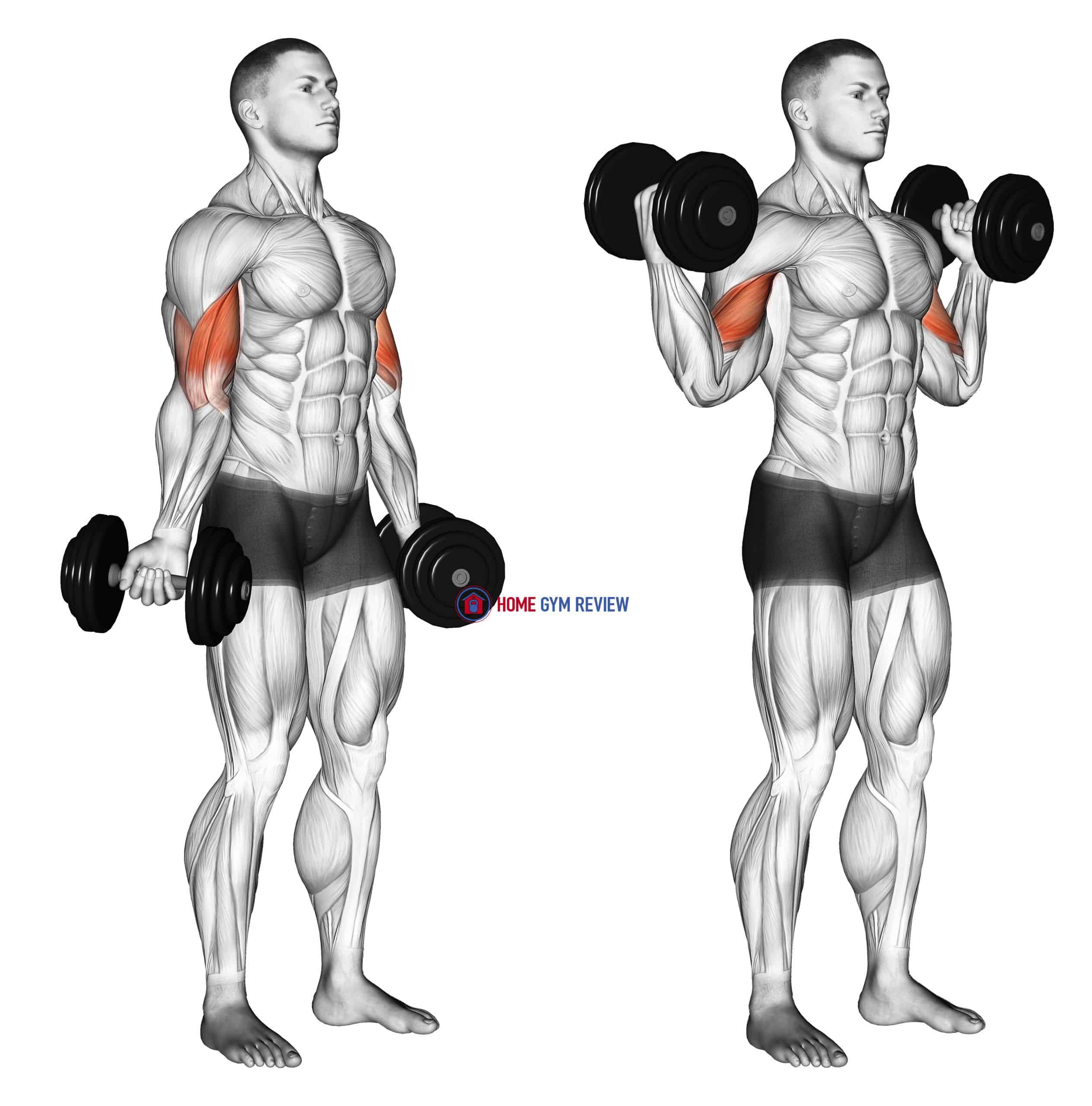 Dumbbell Standing Inner Biceps Curl Home Gym Review 9845