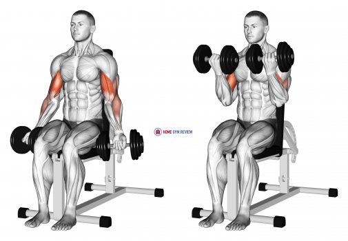 Dumbbell Seated Bicep Curl - Home Gym Review